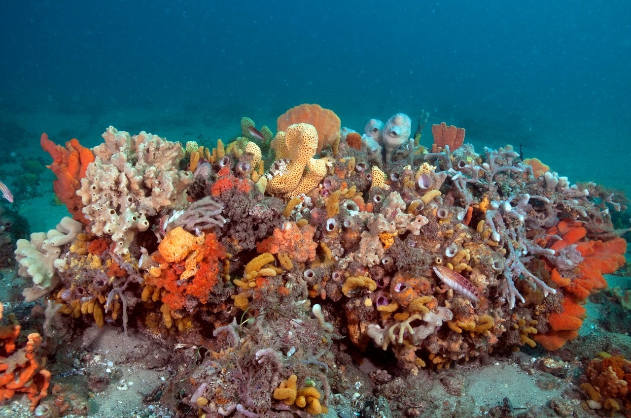 Photo of an old discarded fishing trap covered in soft corals