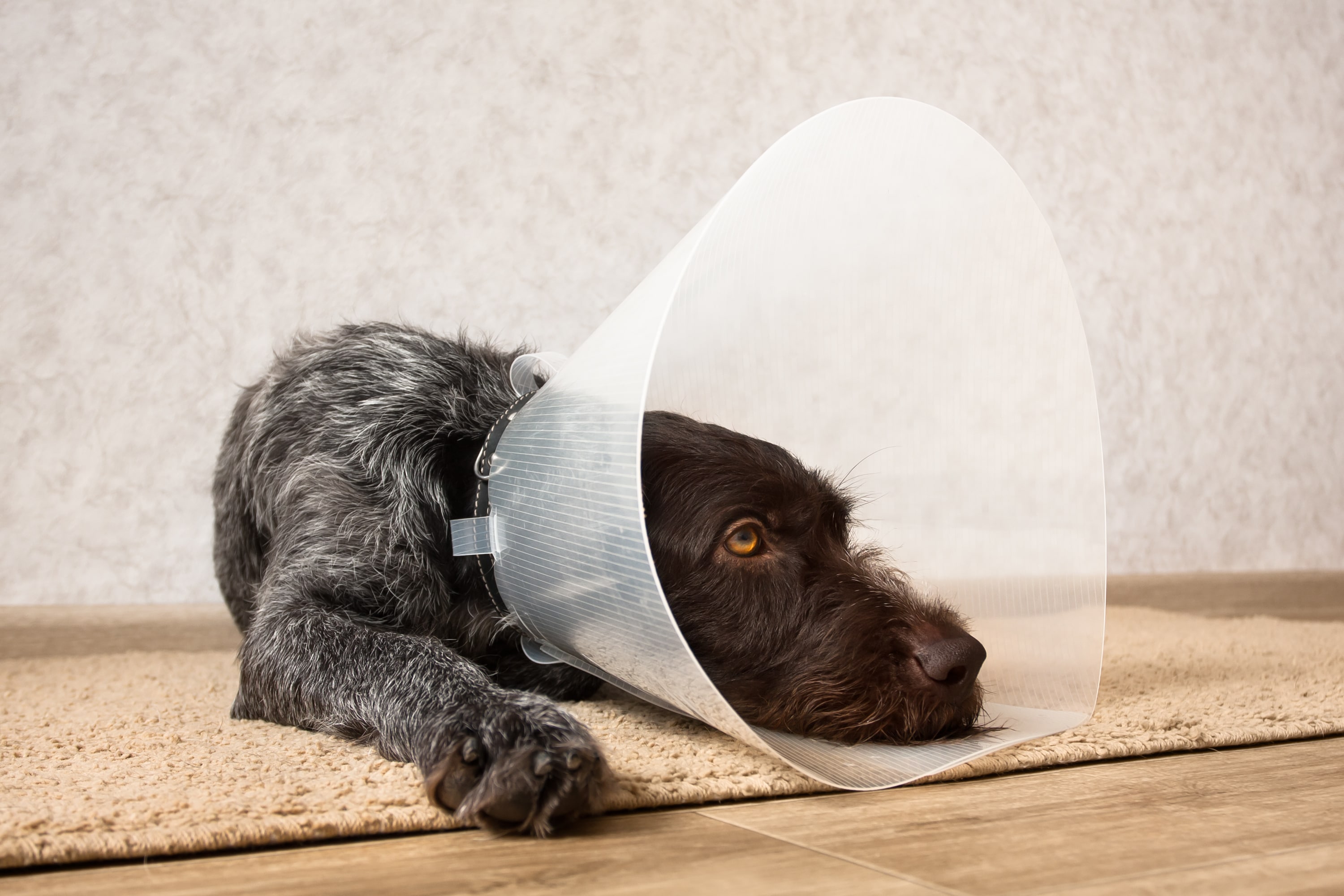 how to make a cone for your dog