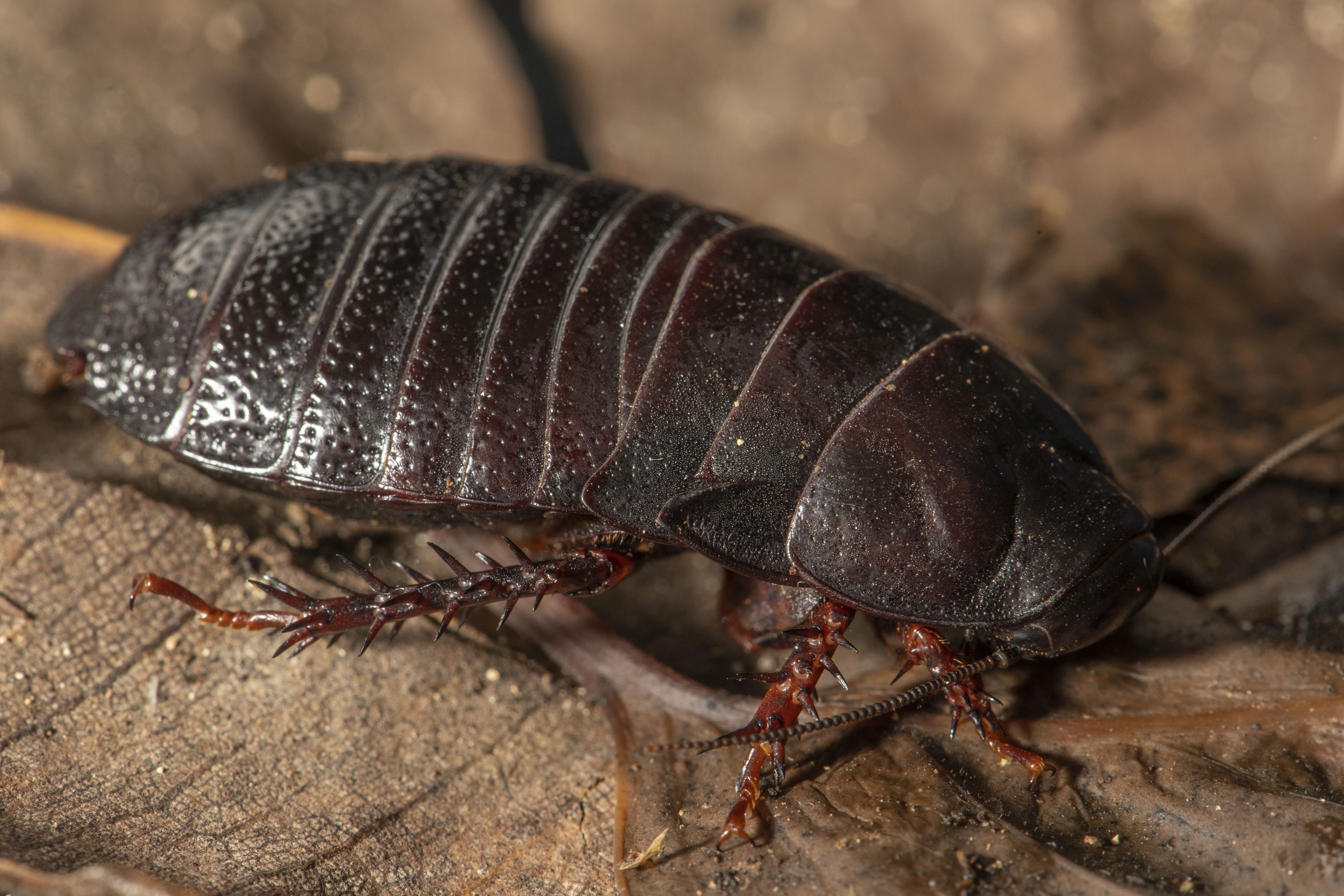 extinct-wood-eating-cockroach-rediscovered-after-80-years-the