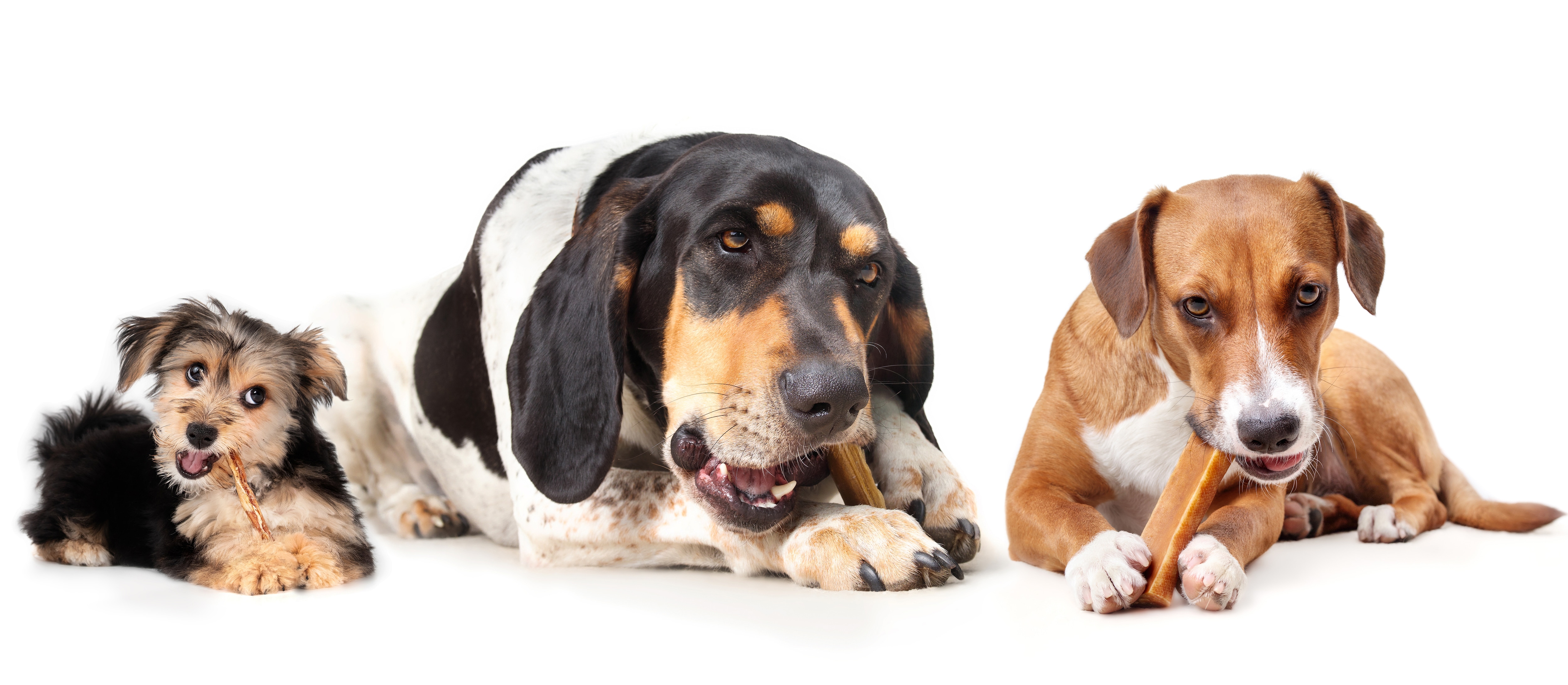 Why do dogs chew so much and should we let them? The University of