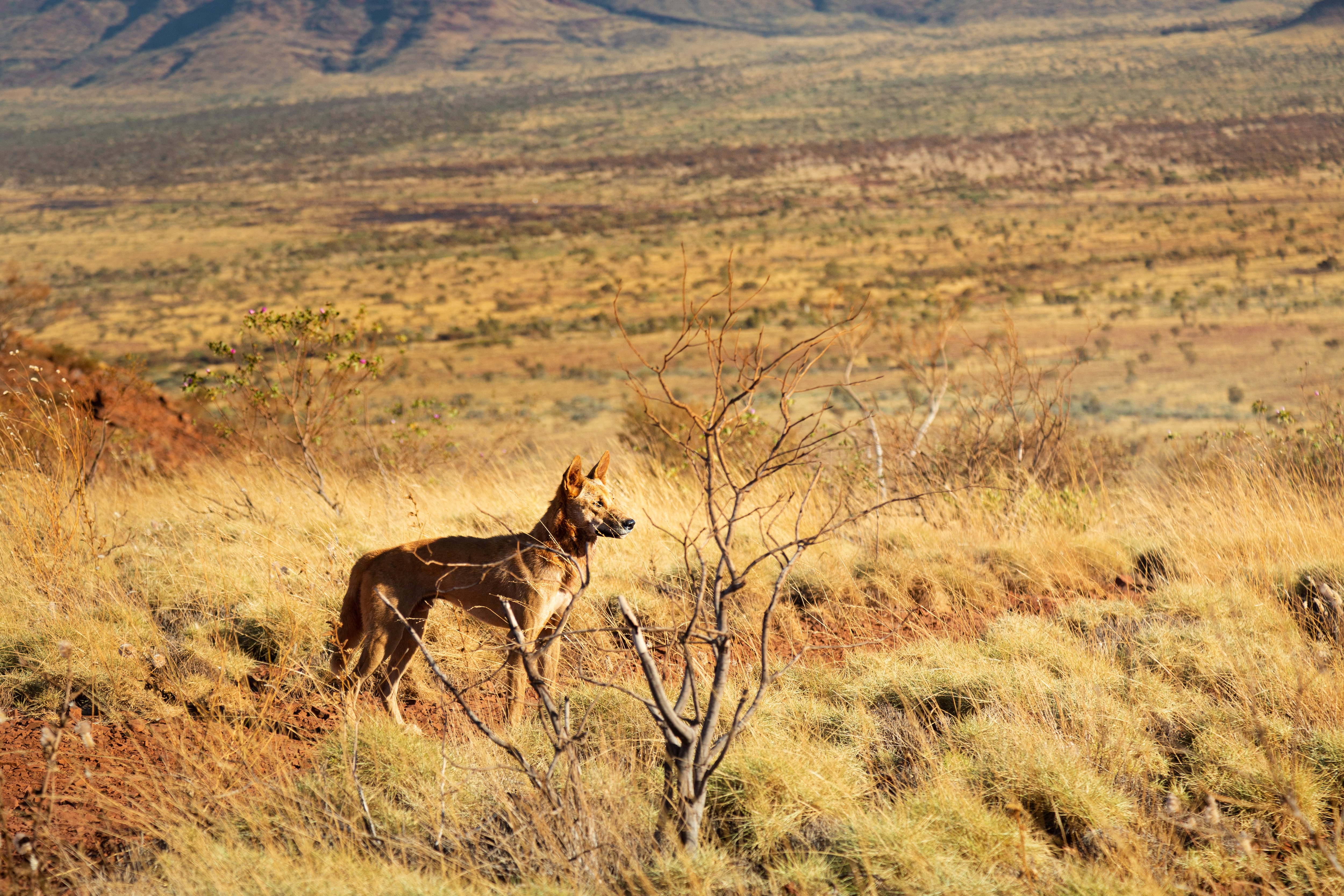 An Identity Crisis for the Australian Dingo