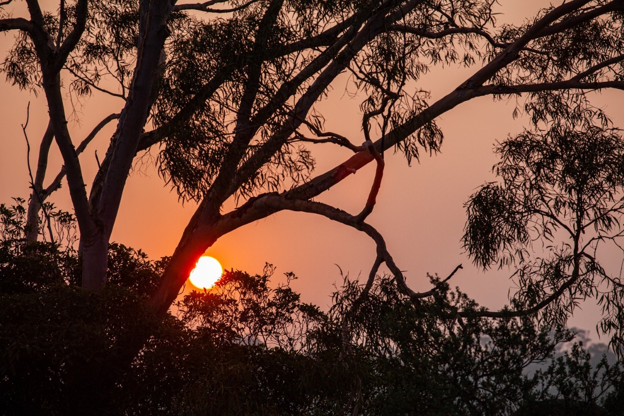 Red sun shining through gum trees