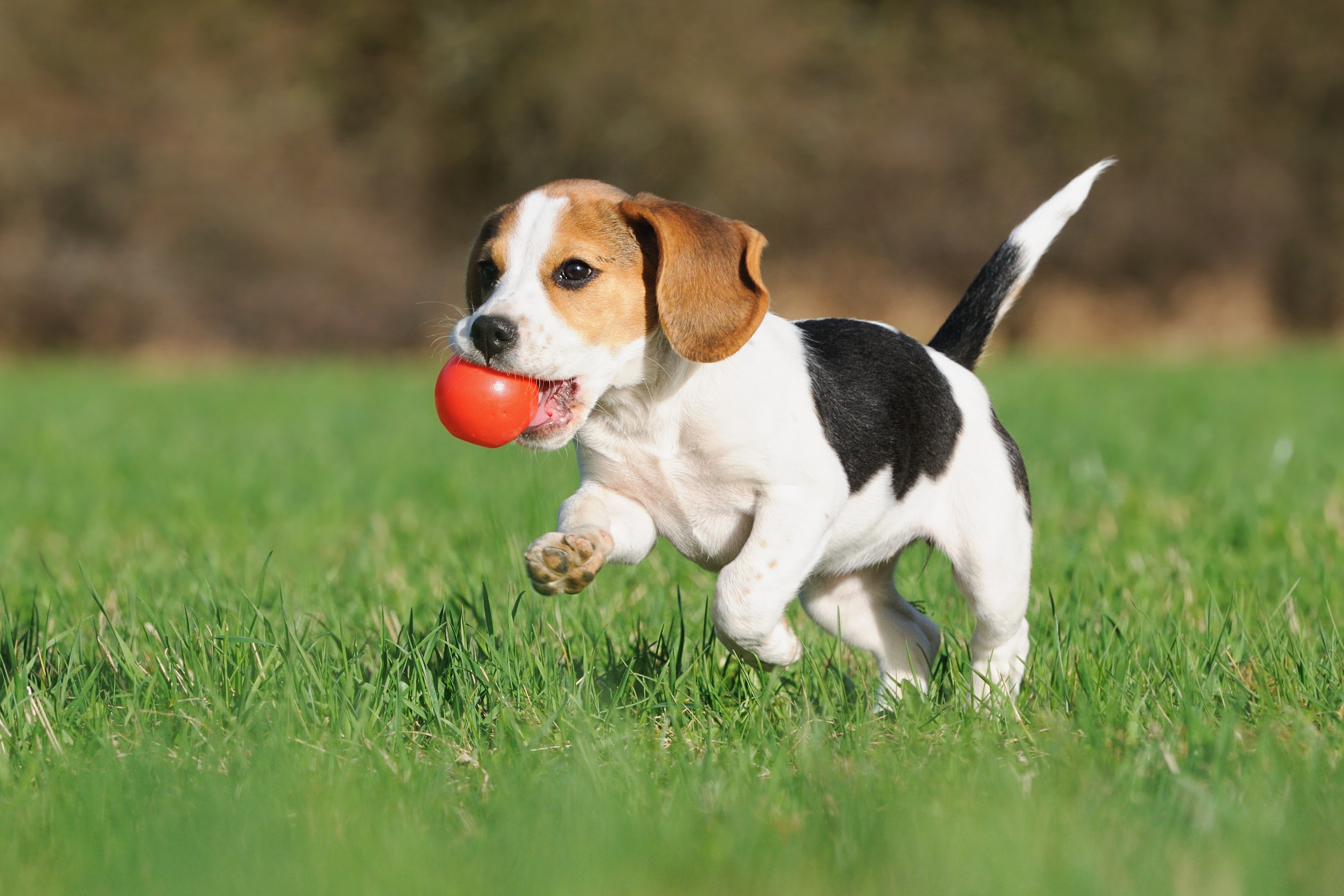 Beagle running with ball