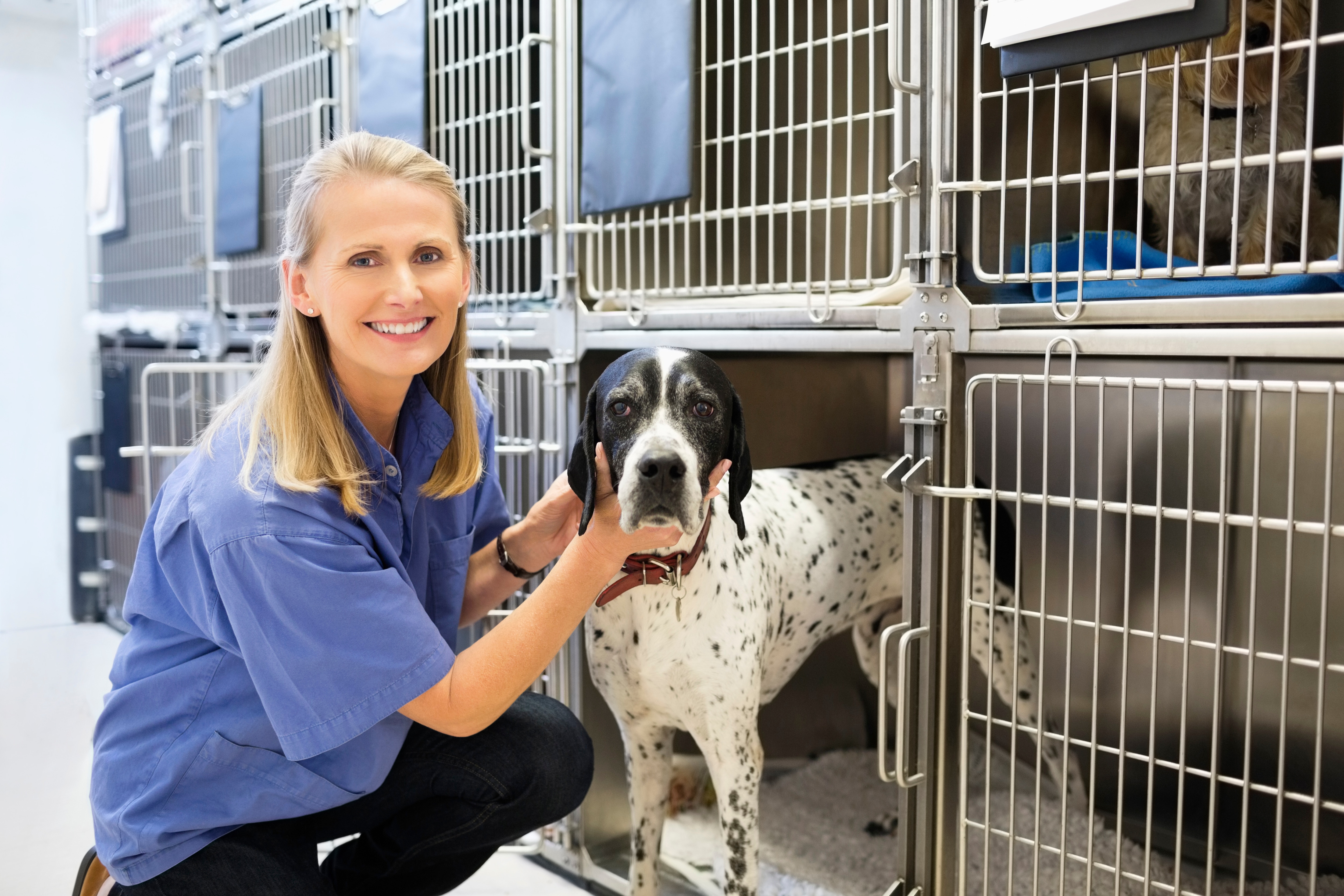 Vet placing dog in kennel. Photo Robert Daly/Adobe Images