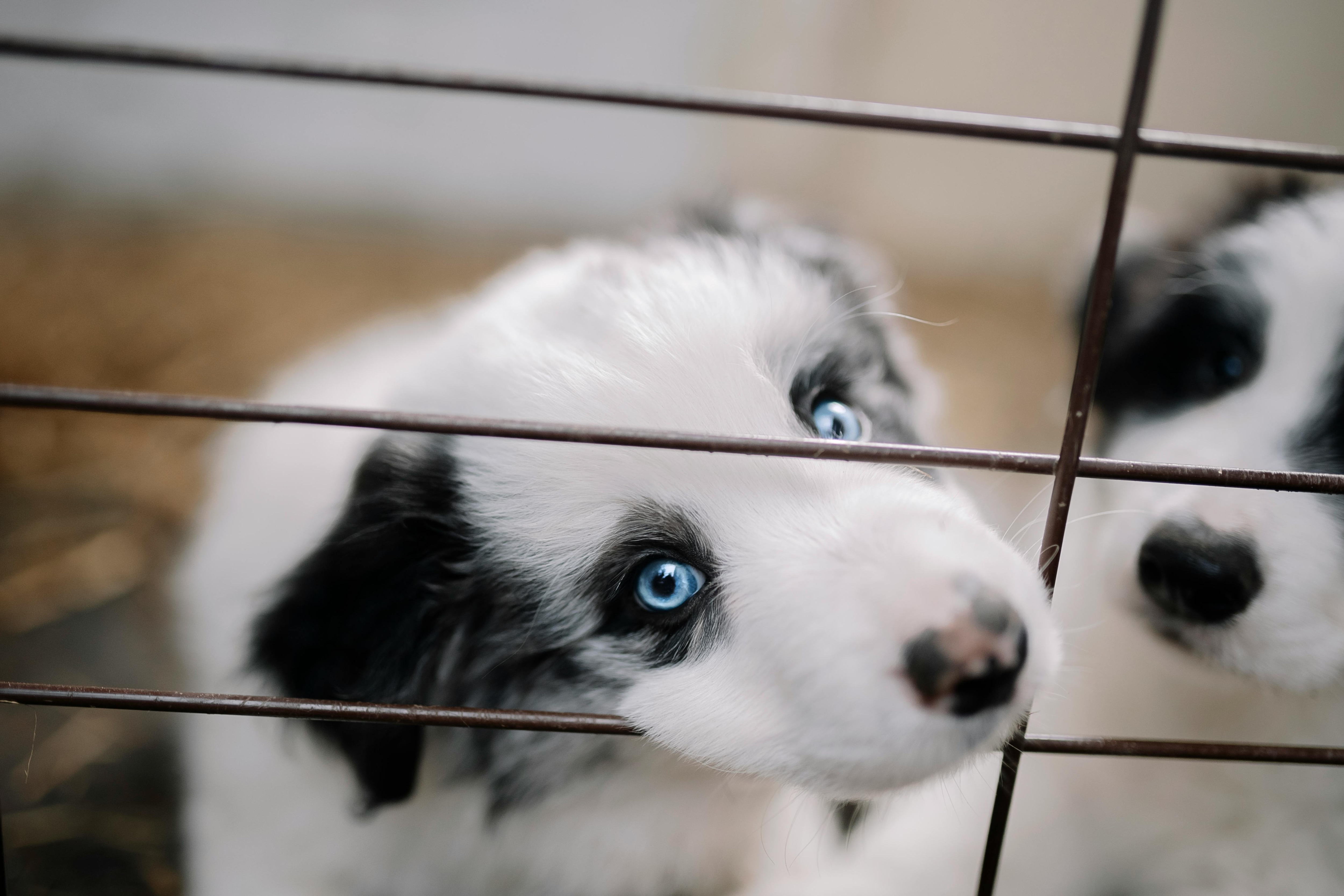 Some pets will adapt well to boarding; others will struggle. Photo: Elina Volkova/Pexels