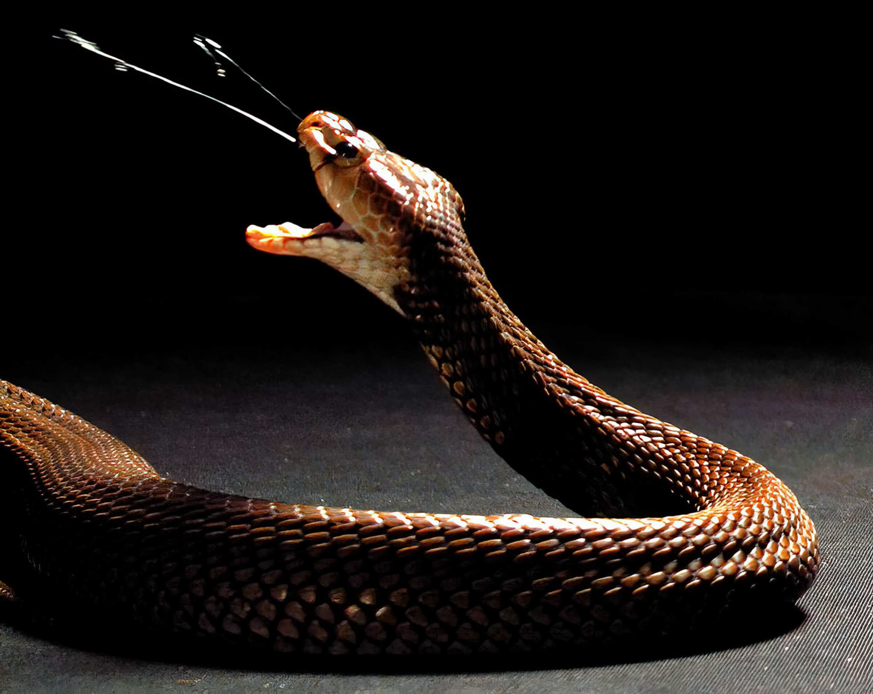Nubian spitting cobra. Photo: Callum Mair/Trustees of the Natural History Museum