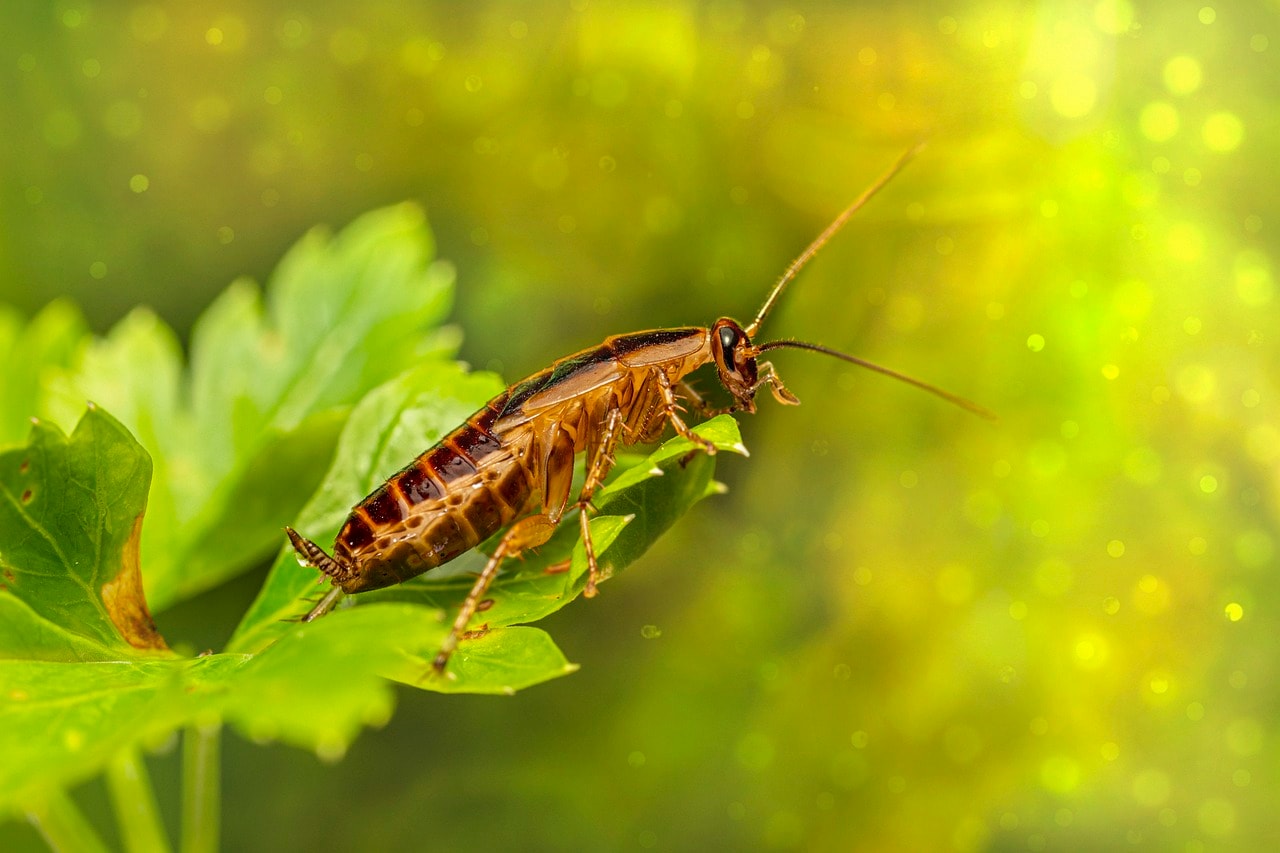 What can cockroaches teach us about eating well