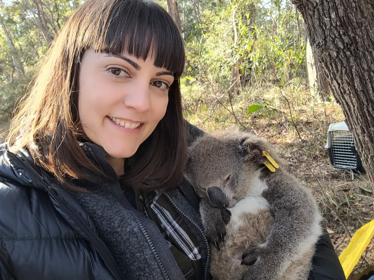 Dr Valentina Mella holding a tagged koala.