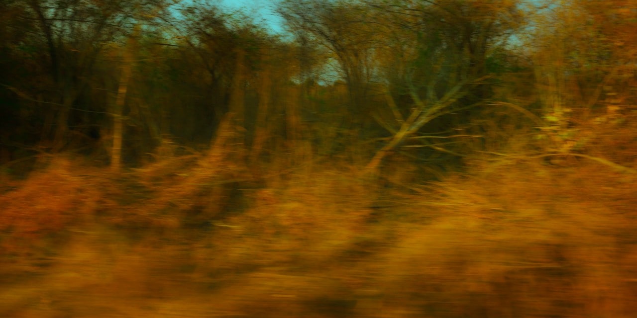 a scene of Australian brown bushland