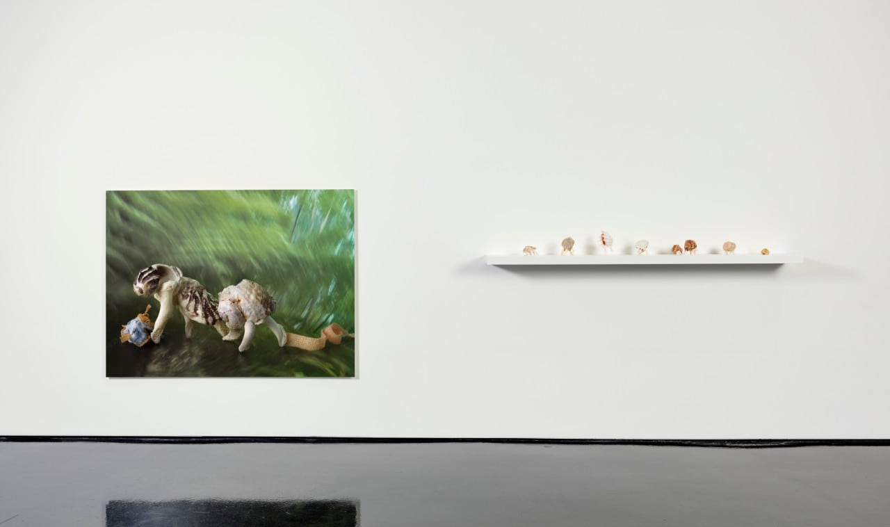 an art gallery wall with a photo of shells and a shelf with real shells on it