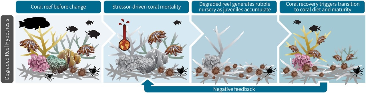 Degraded reef hypothesis framework. Graphic from research paper.