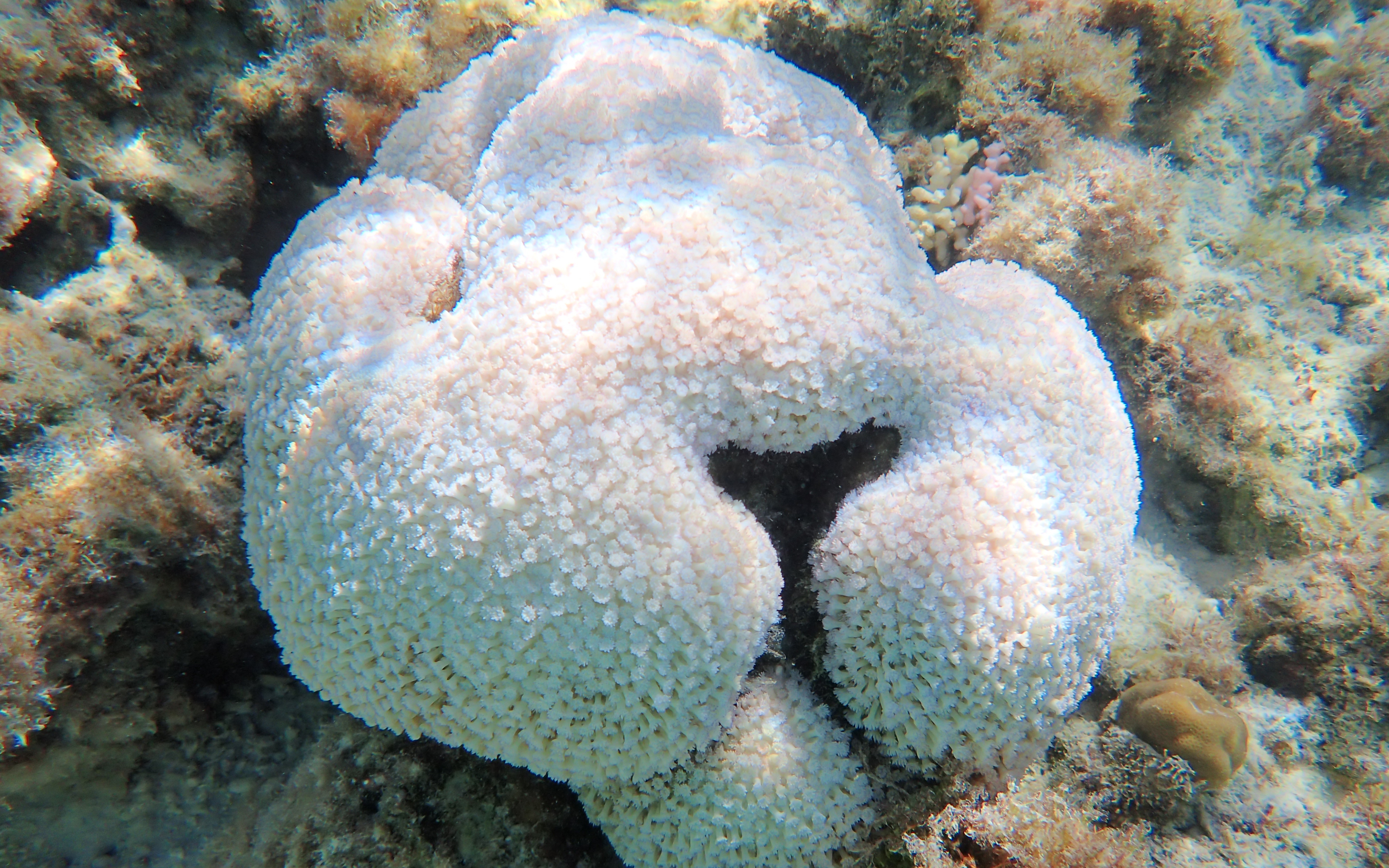 Infected coral