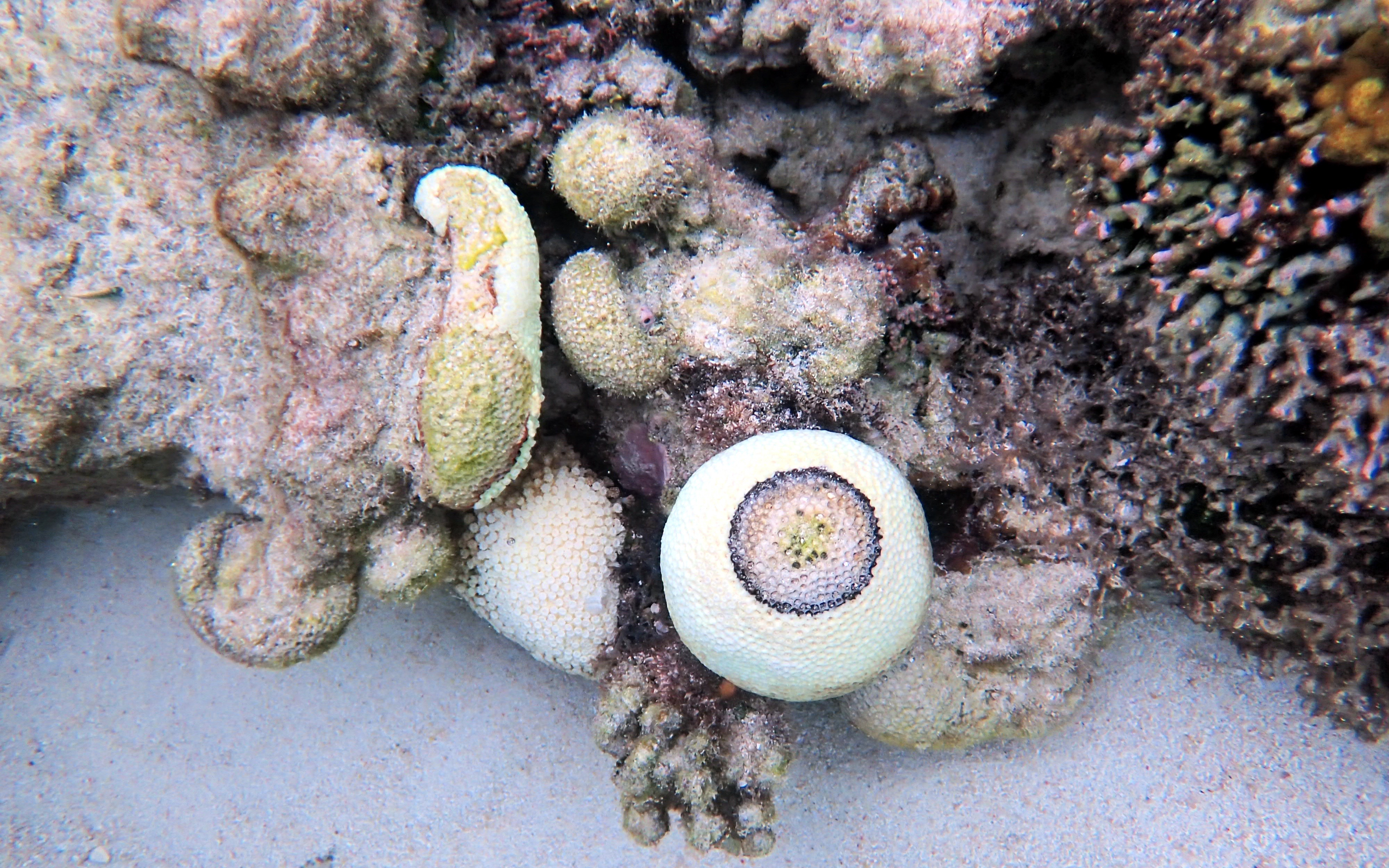 Coral with black band disease