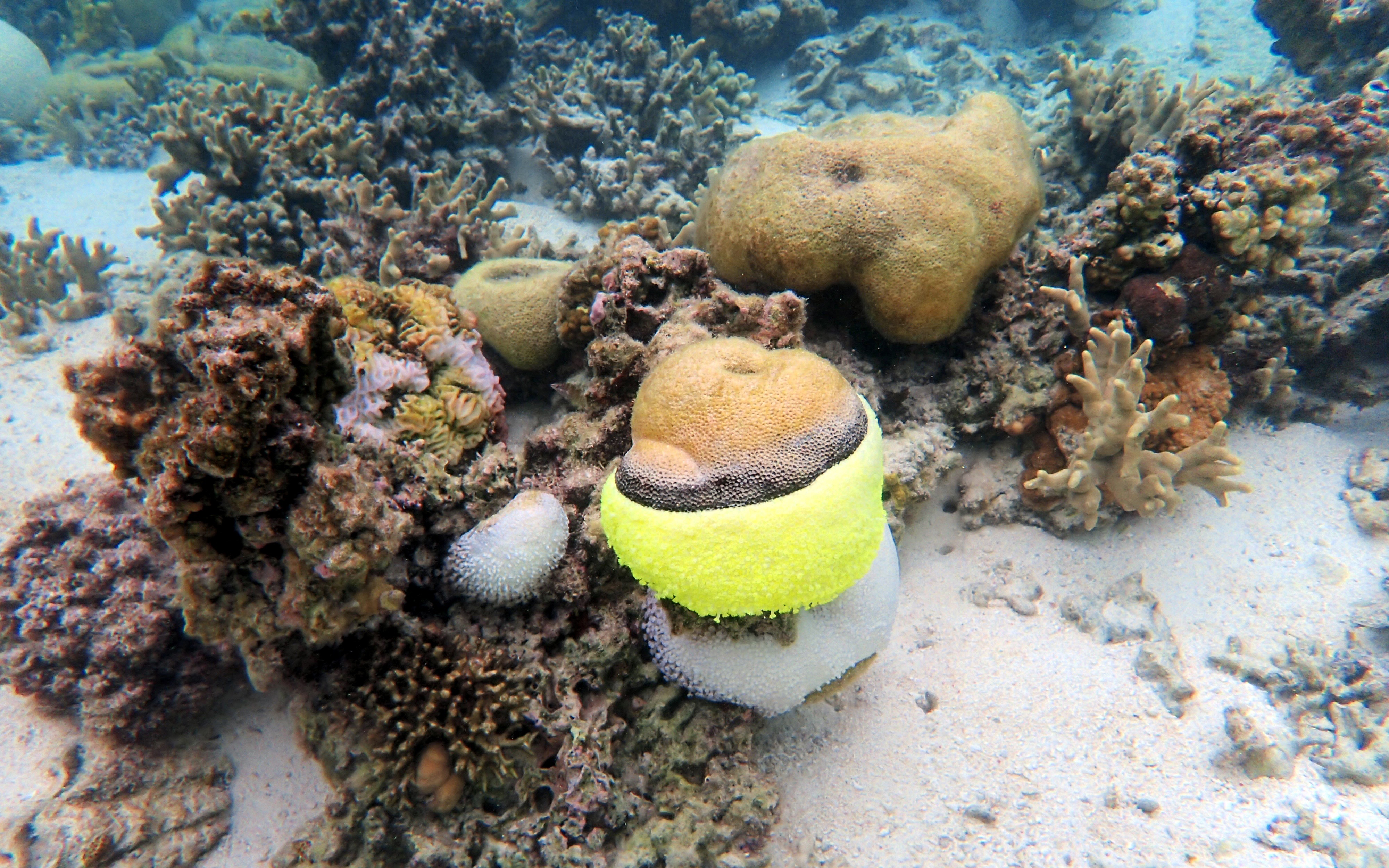 Coral with black band disease