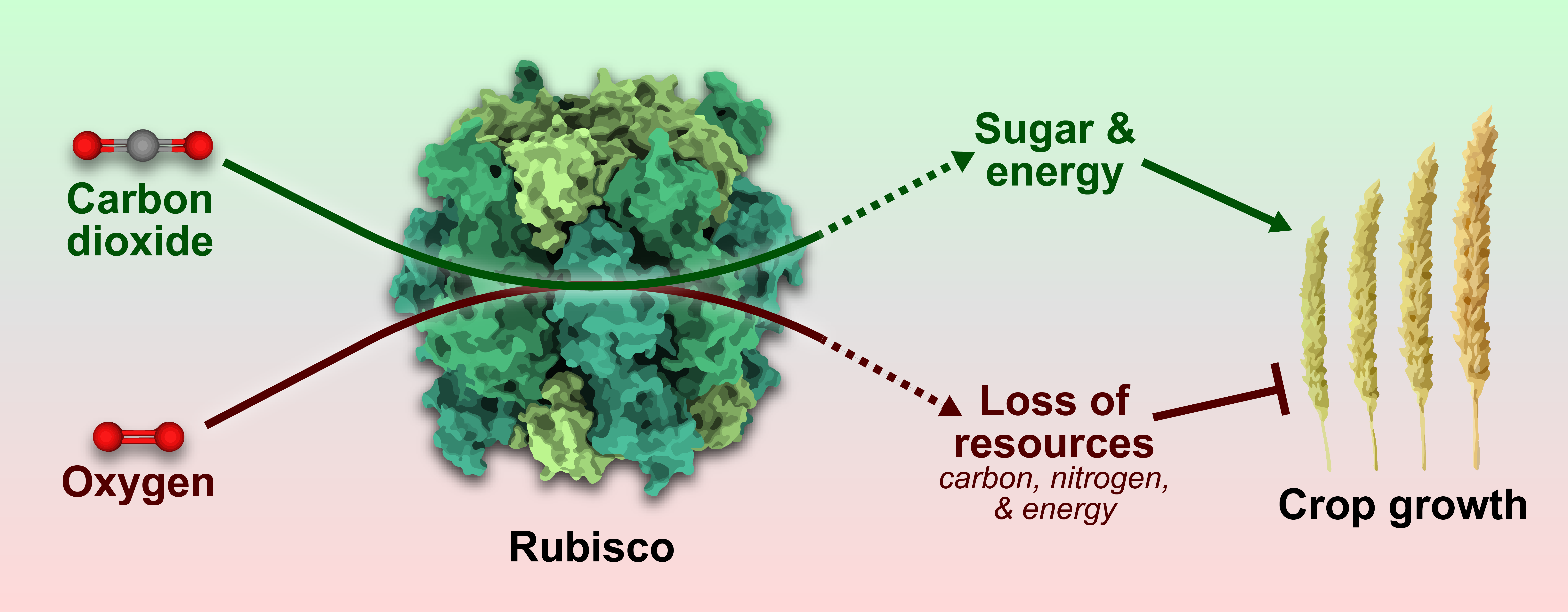 rubisco graphic