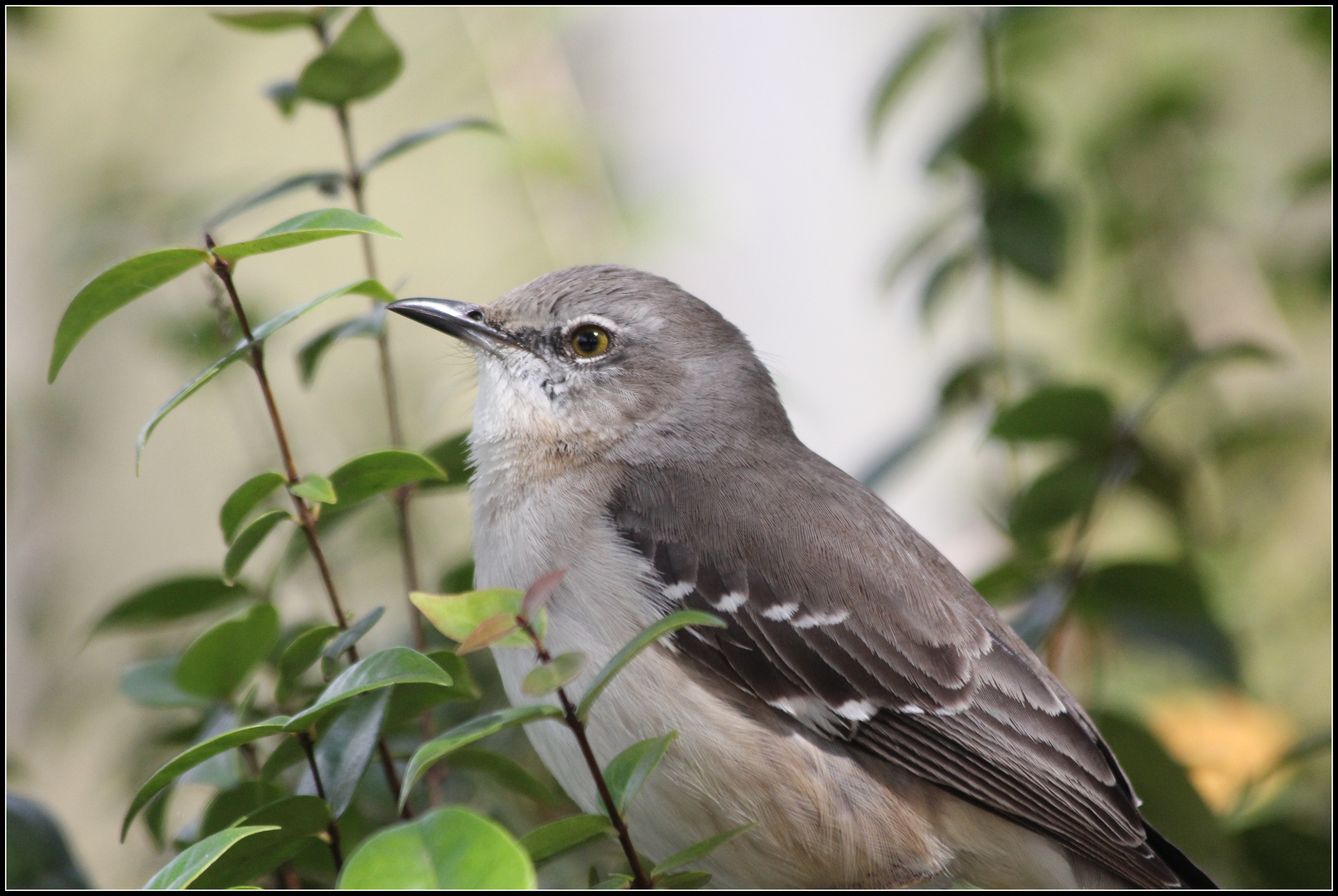 Northern Mockingbird. Татьяна. Mockingbird. Mockingbird jpeg. Mockingbird 2011.