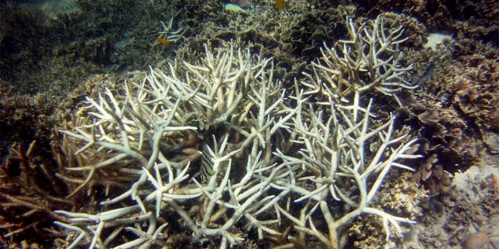 Global Warming And The Mass Bleaching Of Corals - Sydney Environment ...