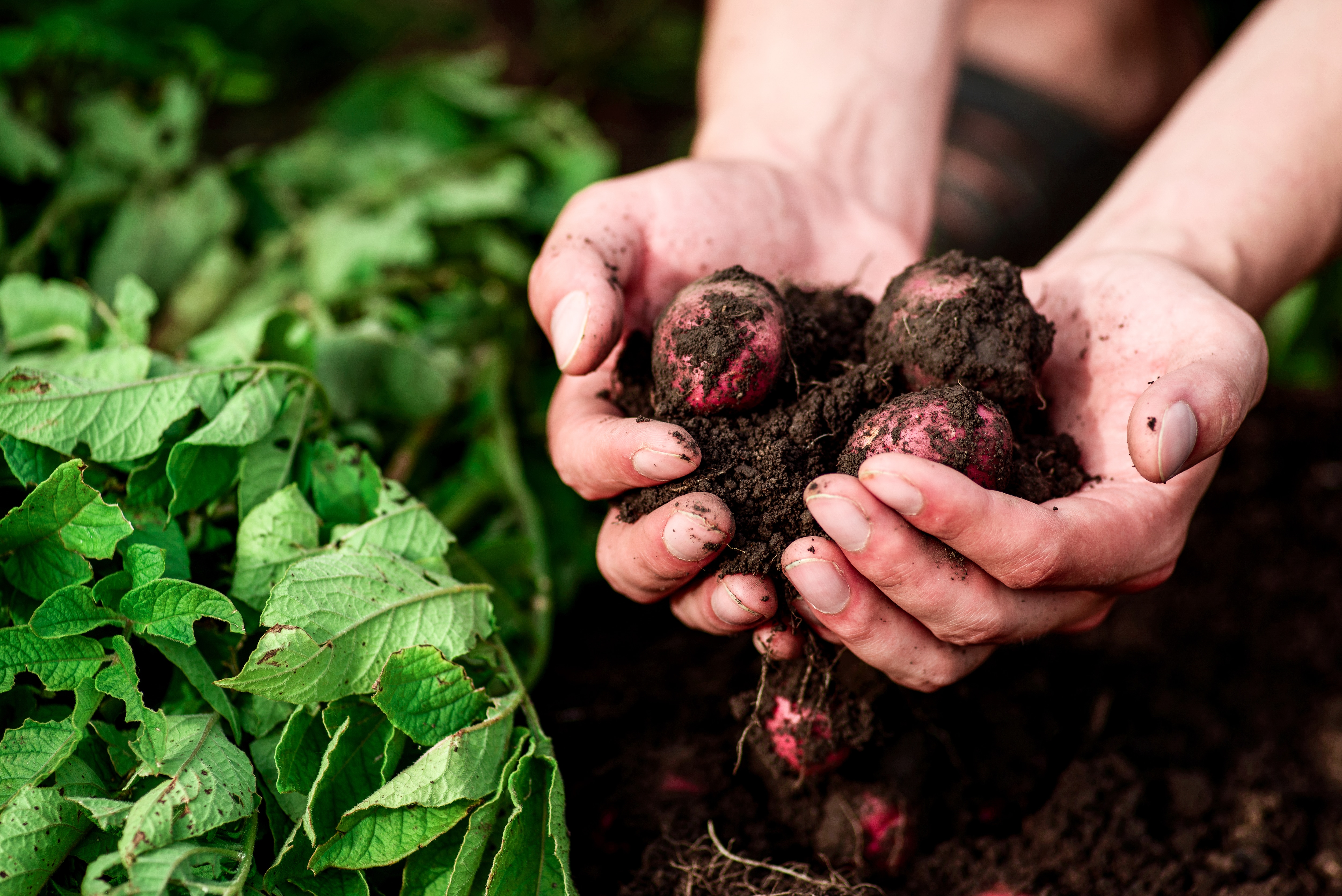 Organic Farming. Органическая ферма которую зечет земли. Овощи и фрукты почва красивые фото. Organic Farm Spain.