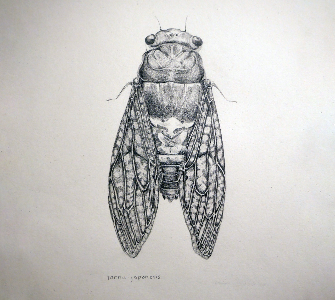 Cicada drawing by Stephanie Dodd