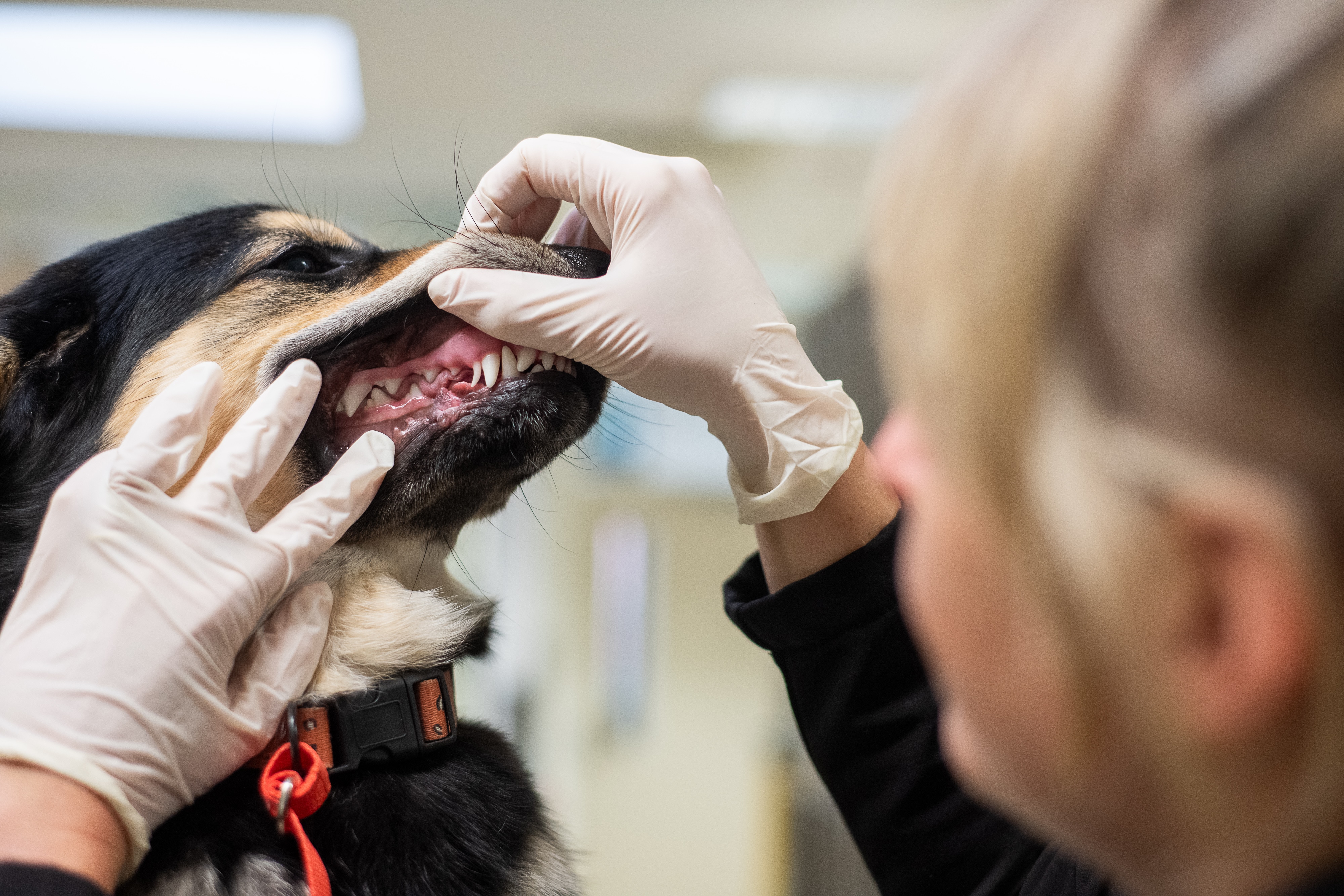 Dog  prepped for examination