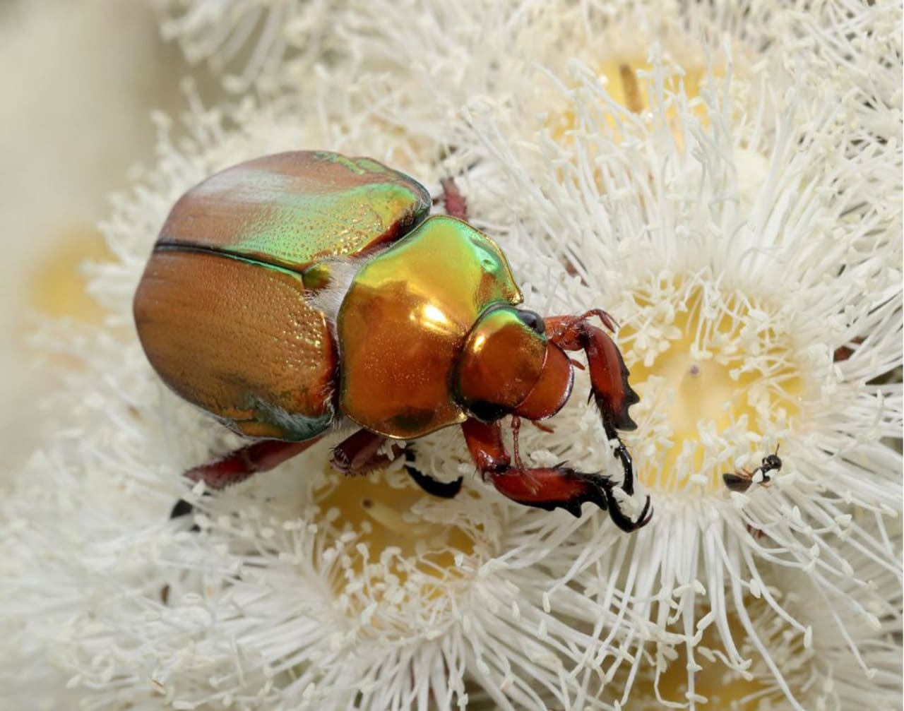 Christmas beetle numbers appear to be declining.