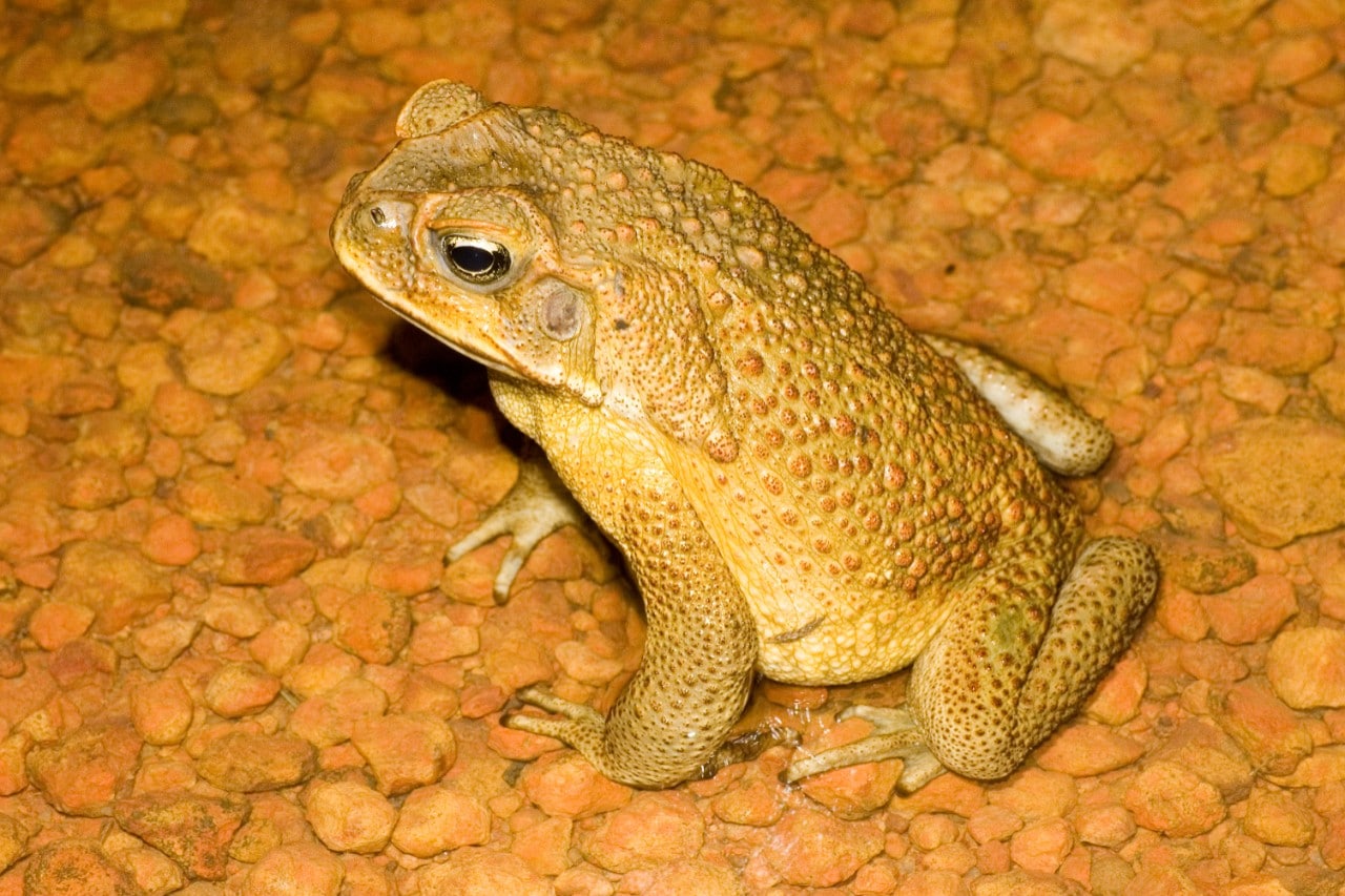 A male cane toad. Photo: David Nelson