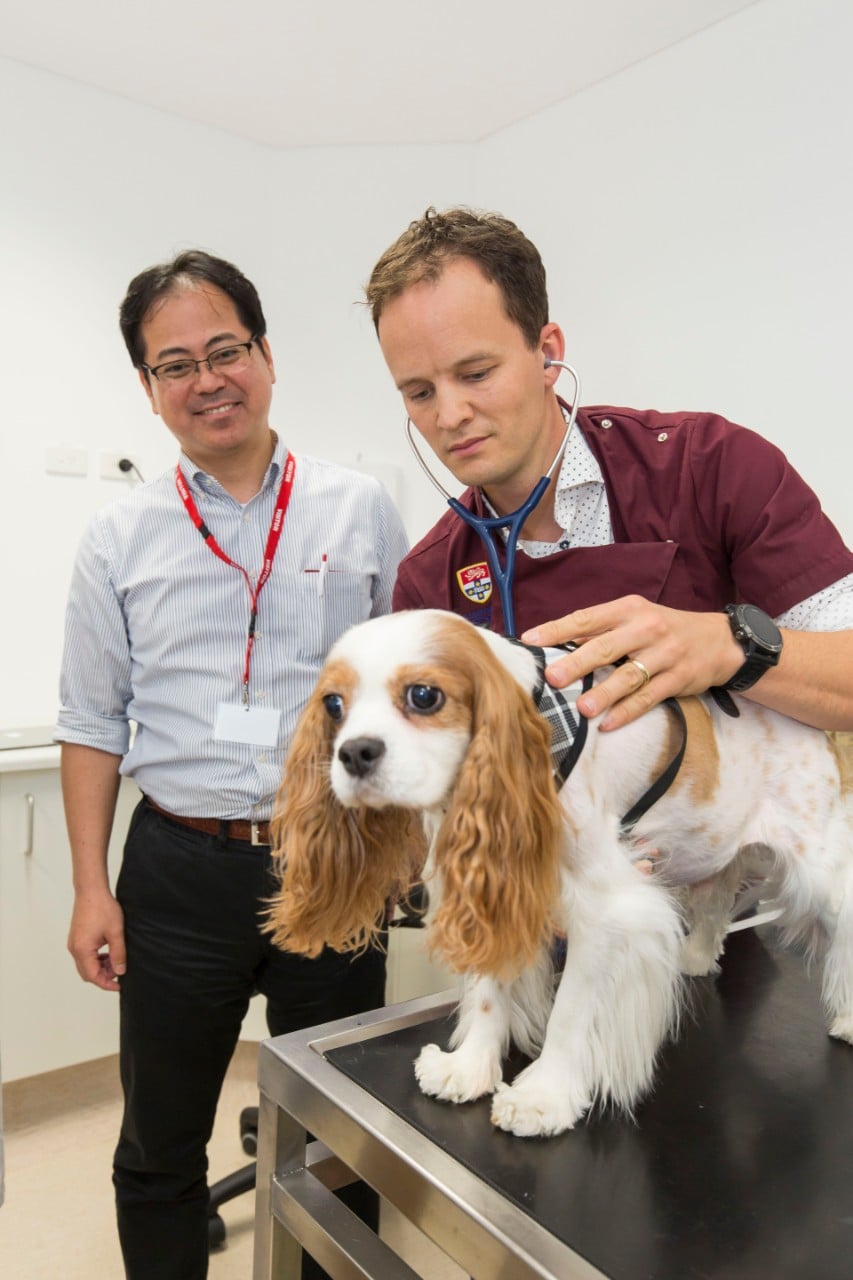 Dr Uechi and Dr Niek Beijerink prepare Prince for the surgery