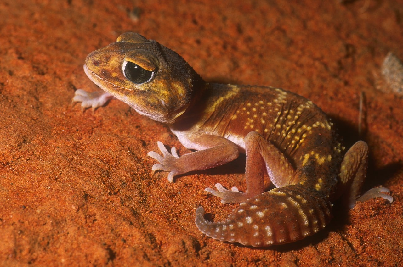 Nephrurus levis, or the knob-tailed lizard. Photo by Aaron Greenville.