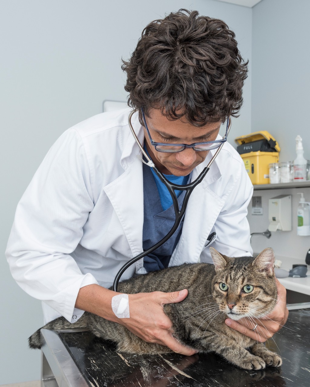 Veterinarian in white lab coat assessing a cat with a stethoscope.