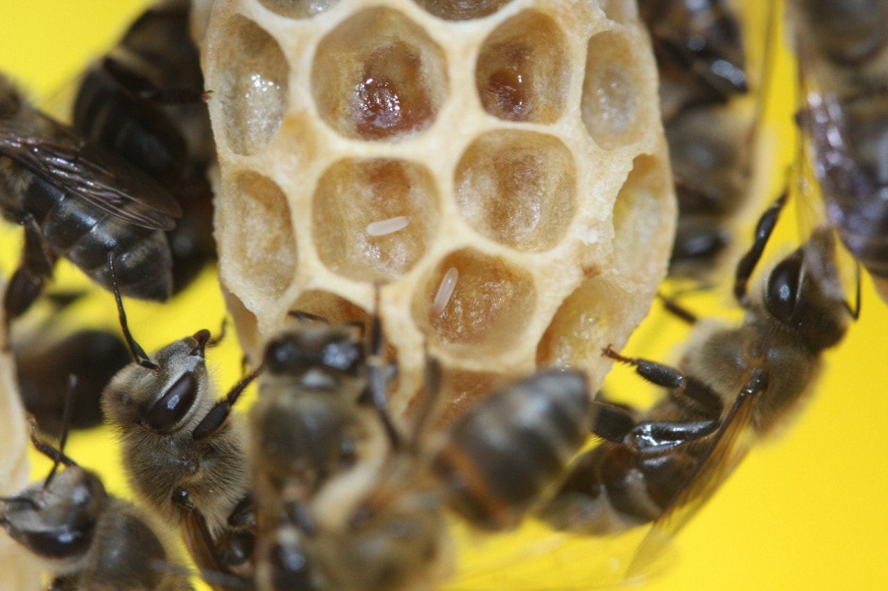 Capensis workers laying parasitic eggs on a queen cell 