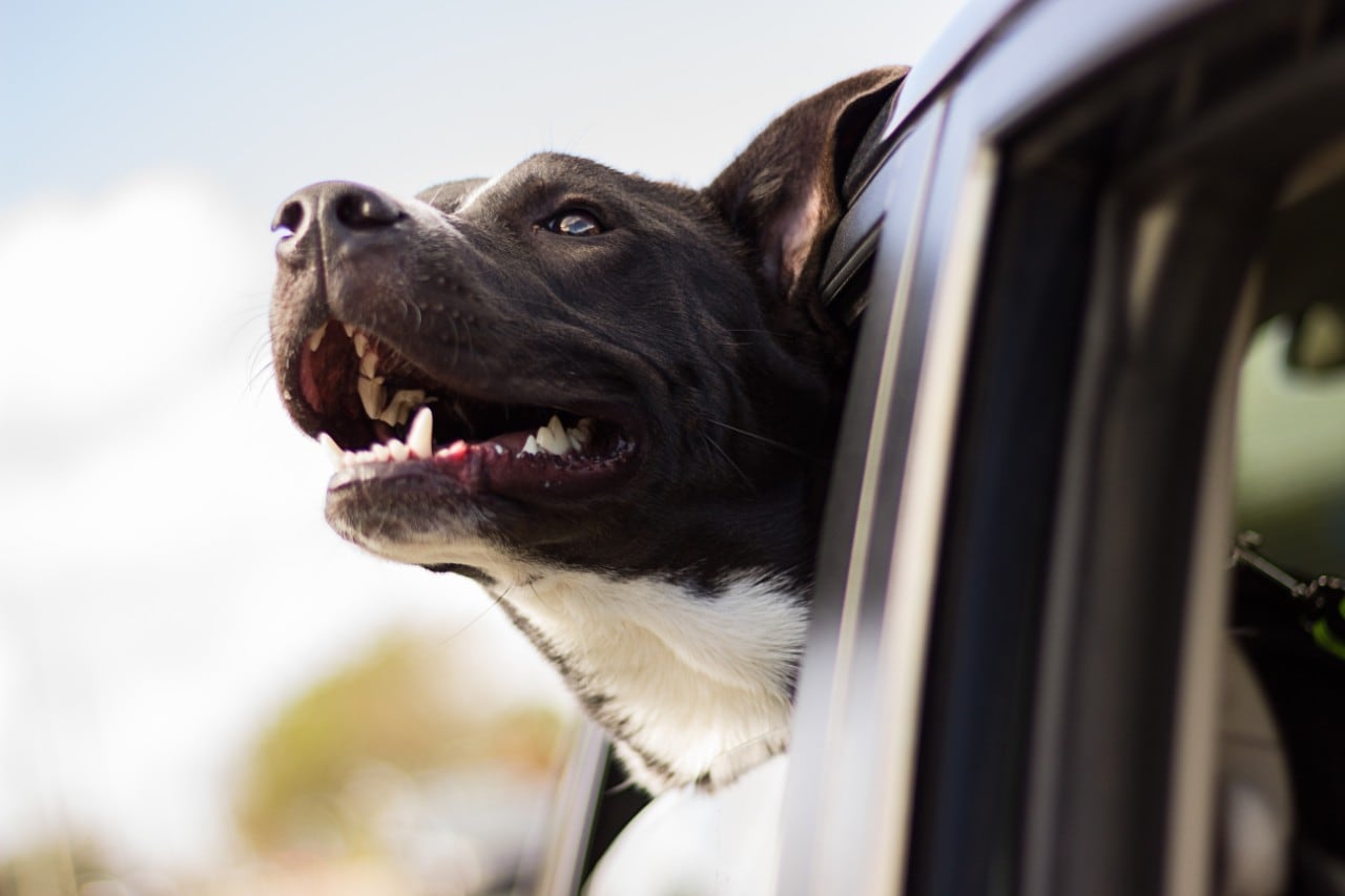 A dog with it's head out a car window