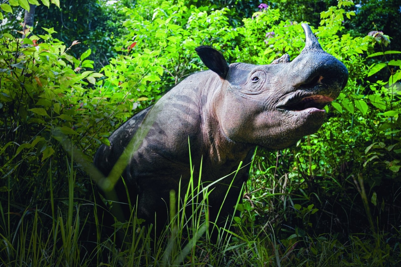 Looking up at a Sumatran rhino so it looms in the frame. It is swathed in lush, deeply green vegetation.