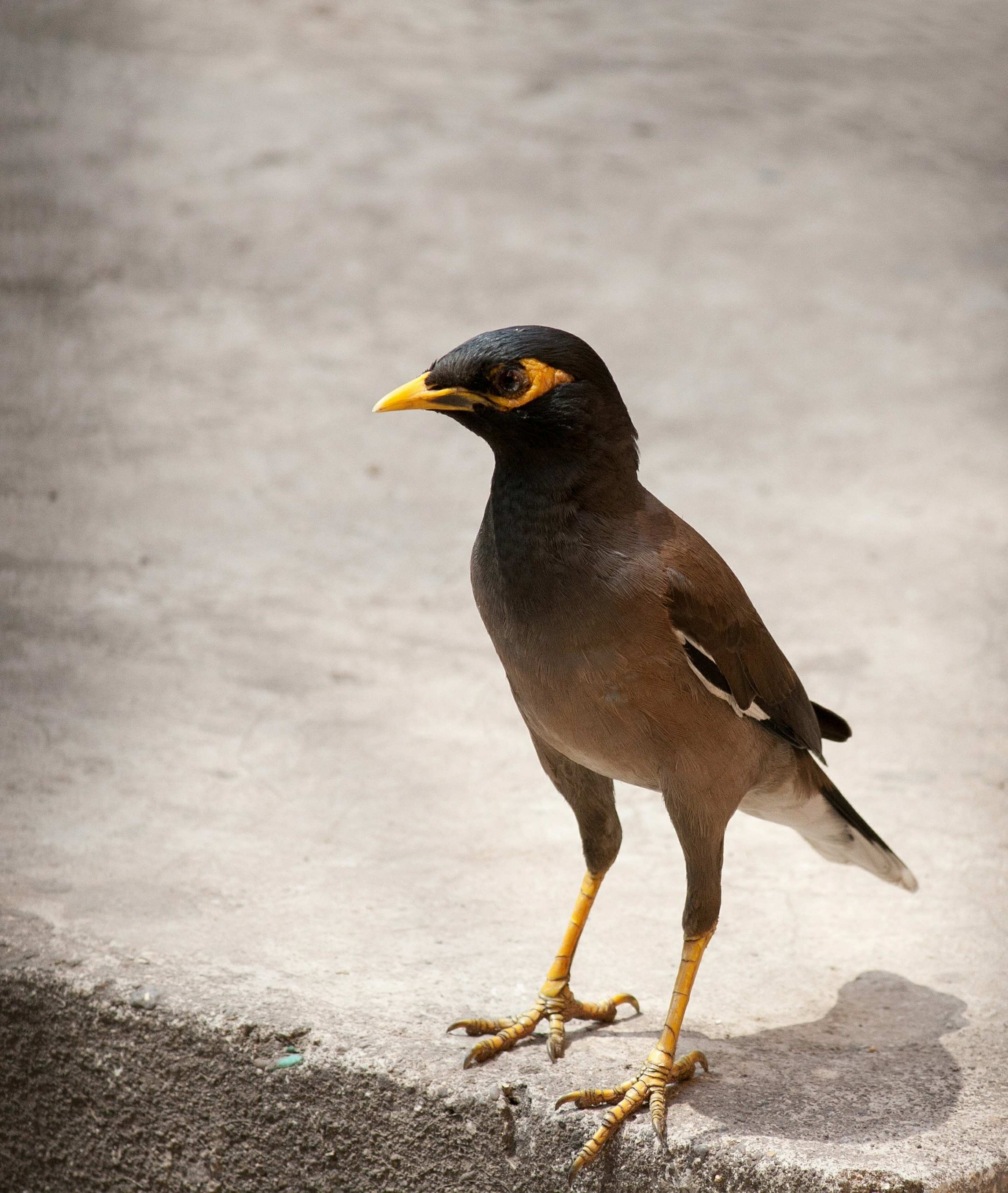 Myna bird