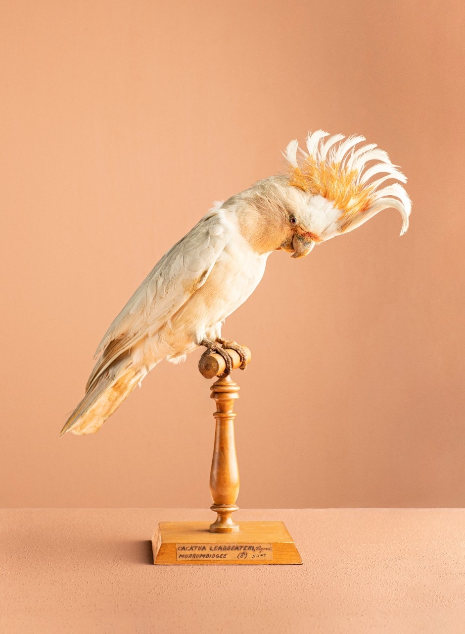 Image of a taxidermied cockatoo perched on a stand which will feature in the Natural Selection exhibition