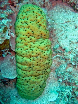 sea cucumber