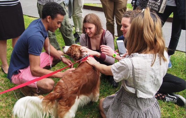 Students patting a therapy dog