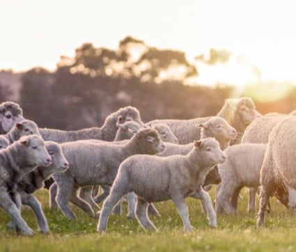 Sheep. Image courtesy: Westpac