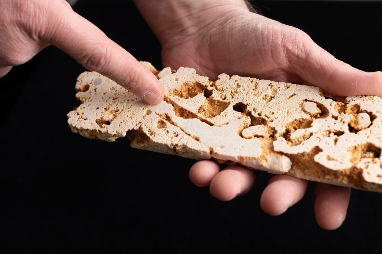 A cross section cut from the Great Barrier Reef 