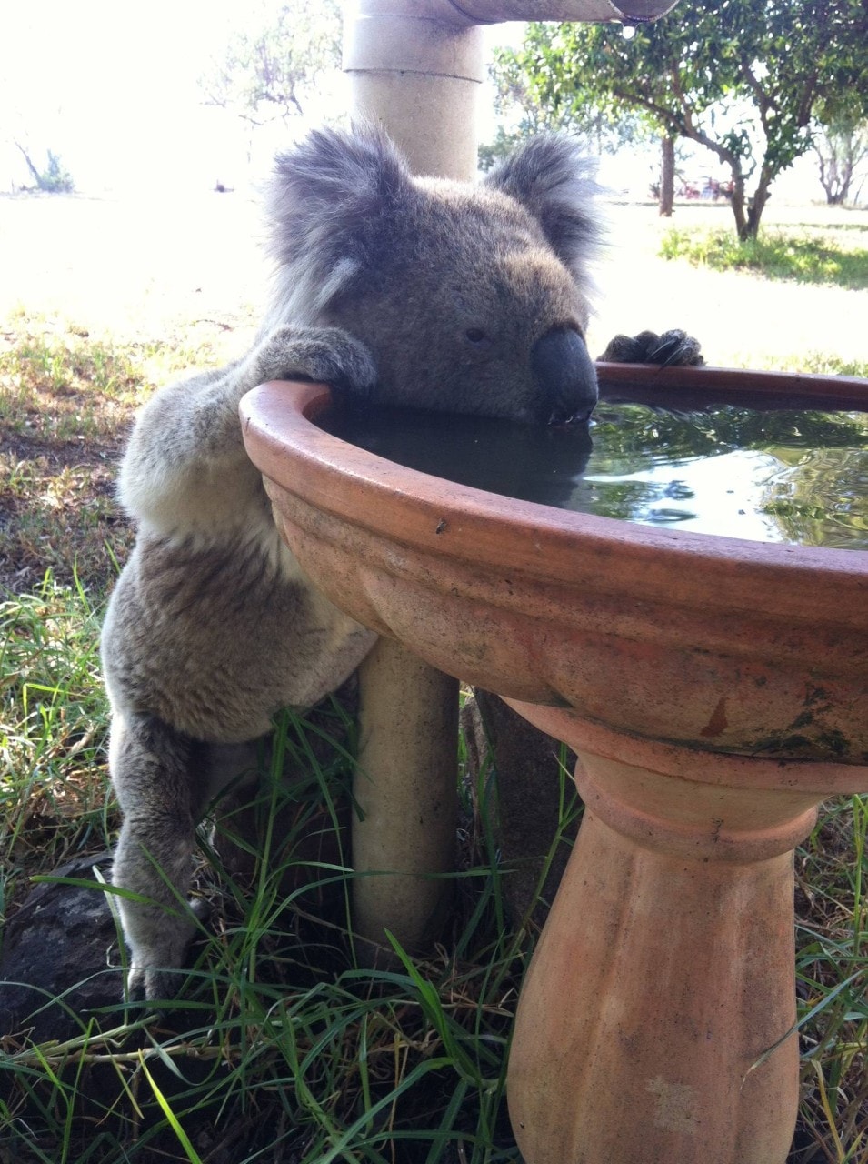 Koalas will supplement their water needs from drinking stations - or bird baths.