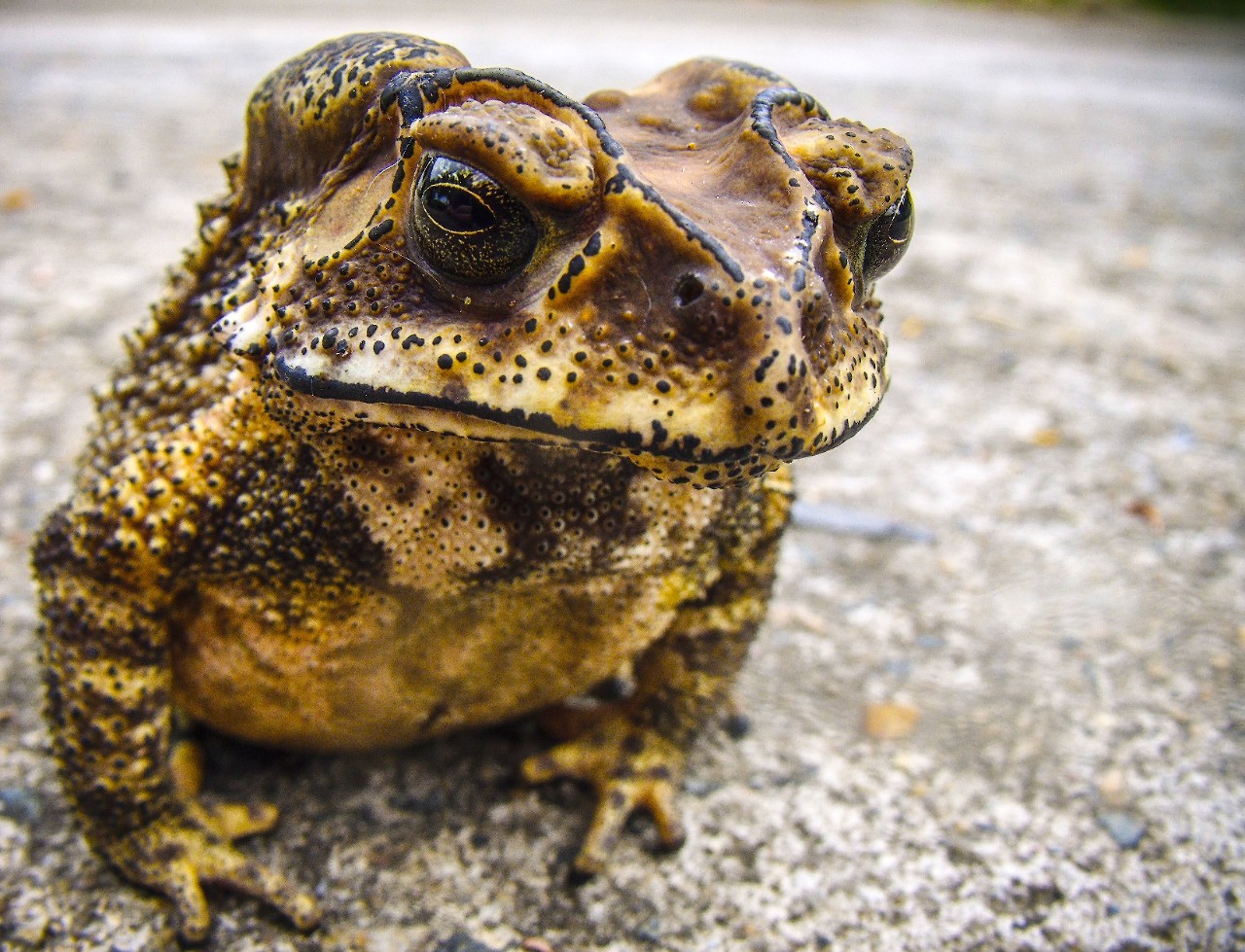 The cane toad was introduced to Australia in 1935.