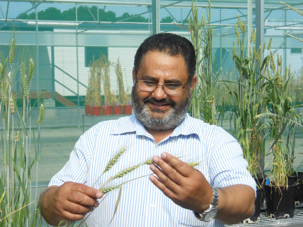 Professor Harbans Bariana from the Sydney Institute of Agriculture.