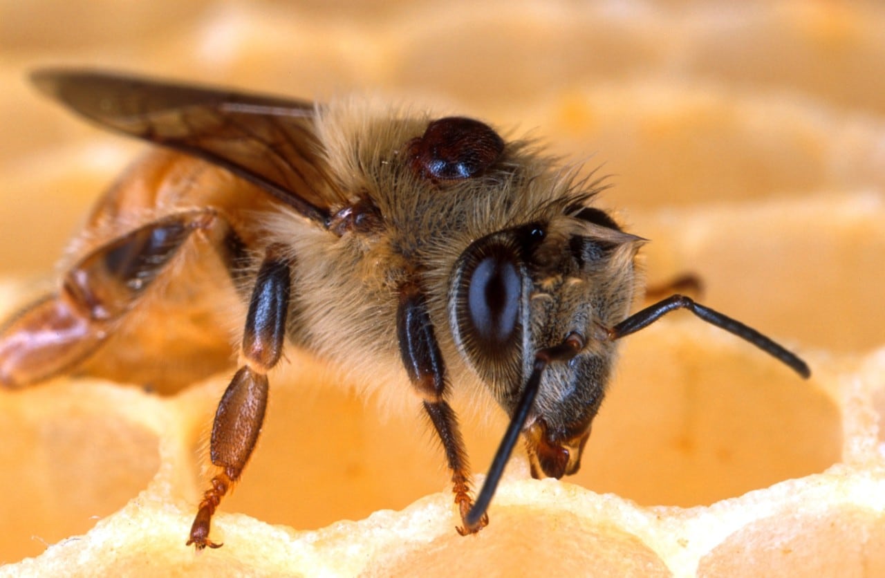 Honey bee with Varroa mite parasite.