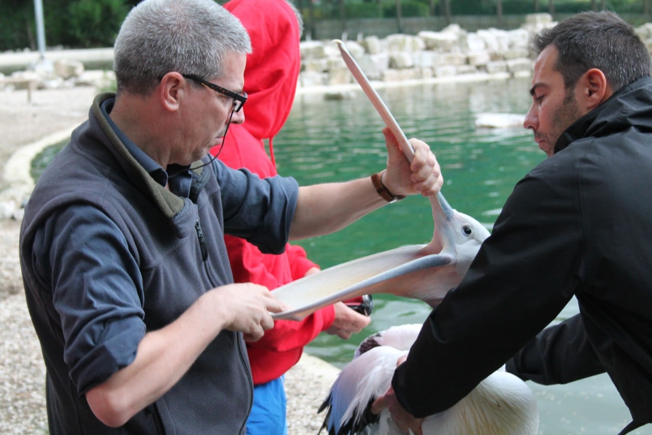 Lorenzo Crosta examining a pelican