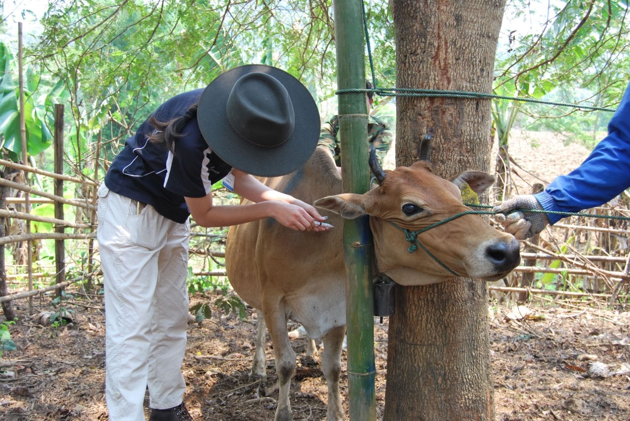 Immunising cattle in Laos.