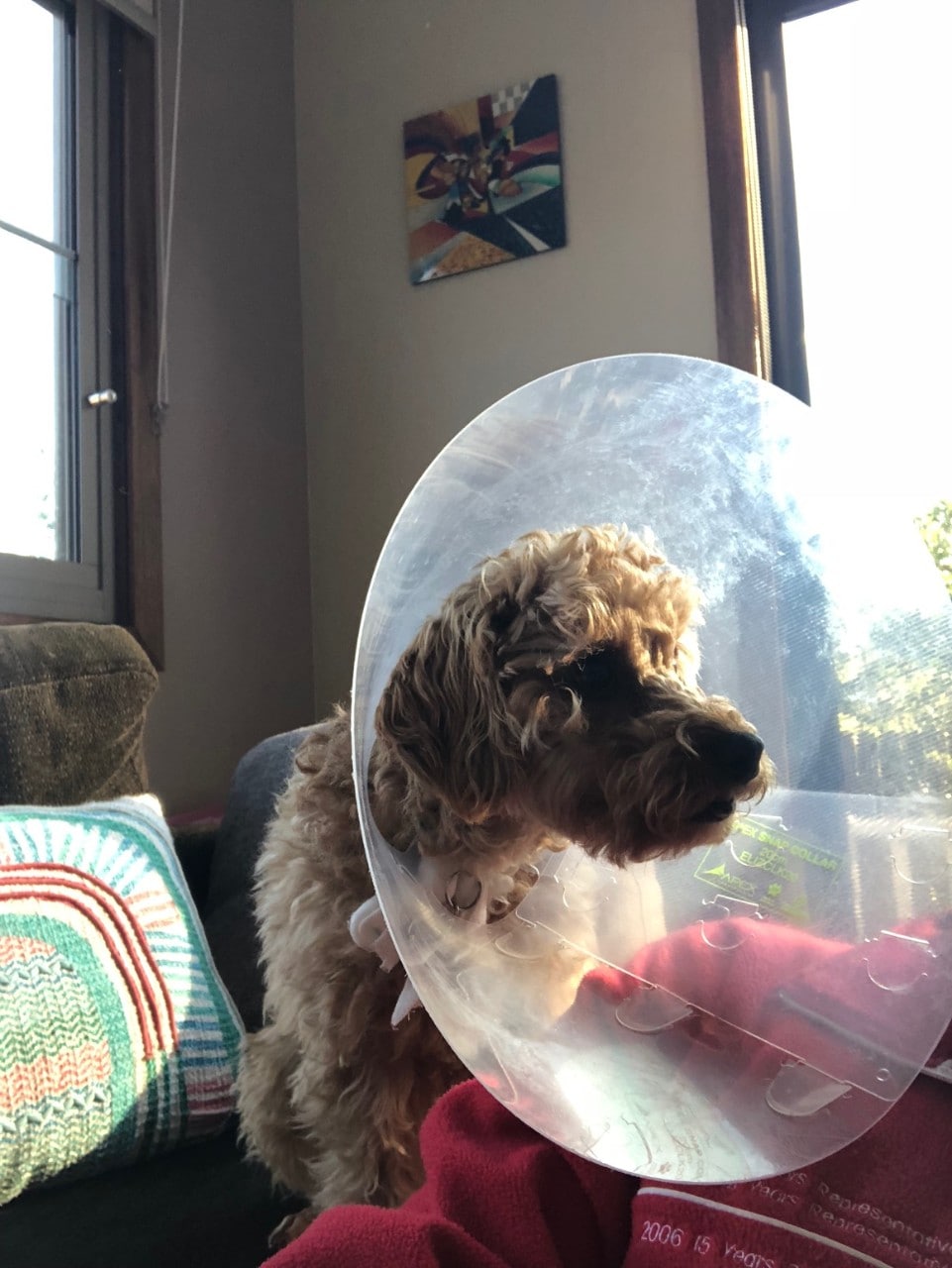 Dog Cone Alternatives For Post Op - Whole Dog Journal
