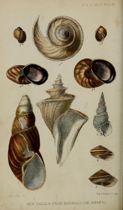 Thatcheria mirabilis, figures 1a and 1b; G. F. Angas 1877
